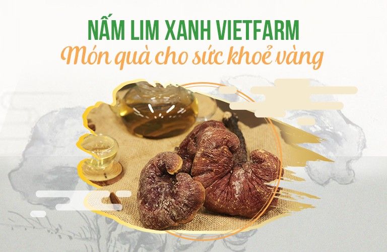Trung tâm Dược liệu Vietfarm cung cấp nấm lim xanh uy tín