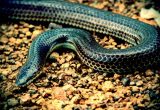 Có nên dùng rắn hổ hành chữa bệnh mề đay?