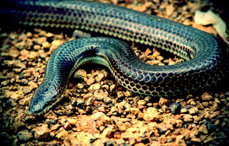Có nên dùng rắn hổ hành chữa bệnh mề đay?