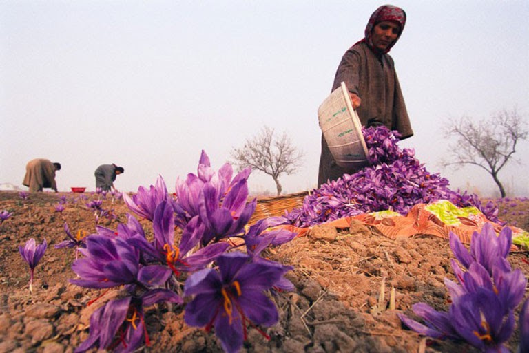 Thu hoạch saffron đòi hỏi nhiều công sức và kỹ thuật