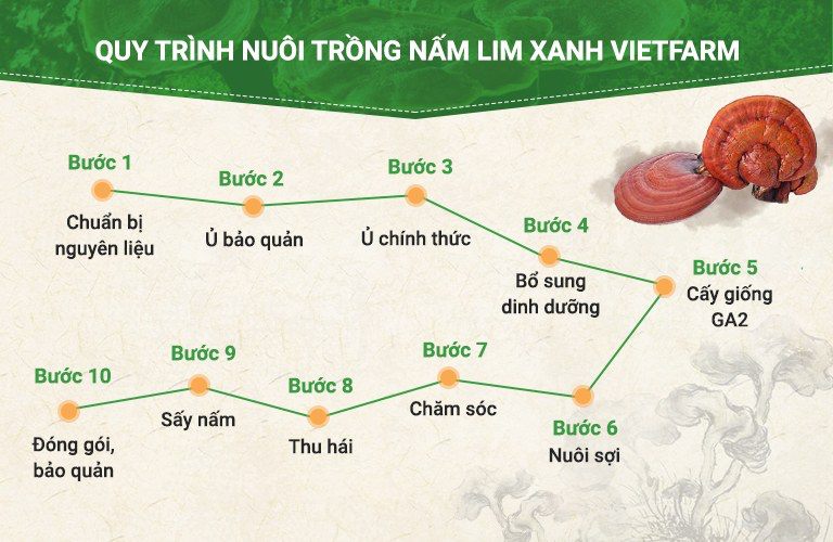 Quy trình chuẩn hóa 10 bước nuôi trồng nấm lim xanh Vietfarm