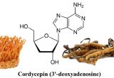 hàm lượng Cordycepin trong đông trùng hạ thảo