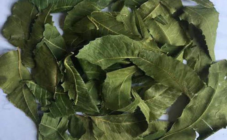 Cách sử dụng lá neem Ấn Độ