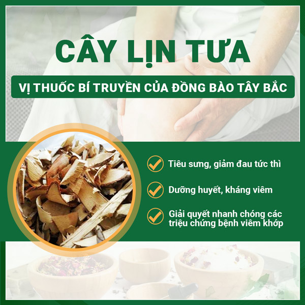 Vị thuốc Lin tưa lần đầu được nghiên cứu chuyên sâu và ứng dụng tại Việt Nam