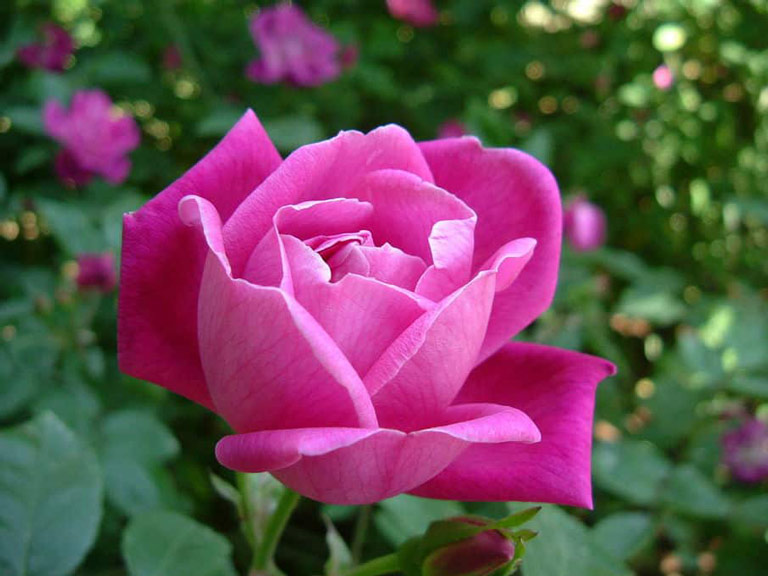 Hoa nguyệt quý có tên khoa học là Rosa chinensis Jacq