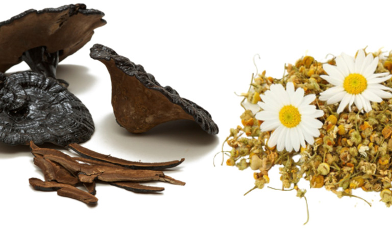 Nấm linh chi đen kết hợp hoa cúc khô hãm trà uống
