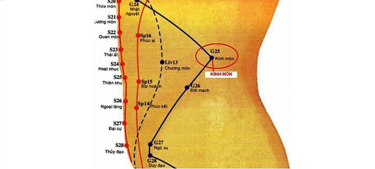Huyệt Kinh Môn nằm ngay vùng bụng, ở bờ dưới đầu xương sườn tự do số 12