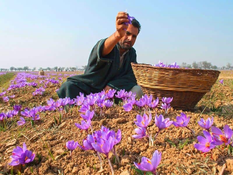 Iran được coi là thủ phủ của loài hoa nghệ tây