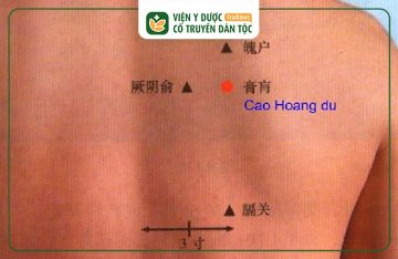Huyệt Cao Hoang: Vị Trí, Tác Dụng Và Cách Khai Thông Trị Bệnh